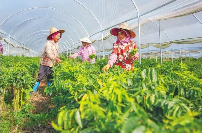 要闻动态 政务动态资料图:在五指山市多个乡镇,树仔菜种植成为促农