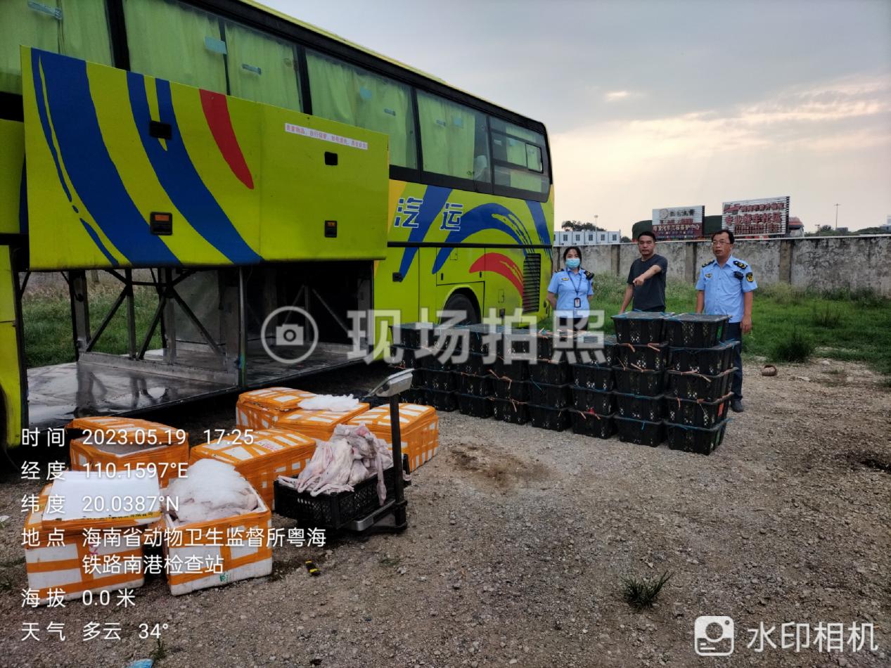 海南省动物卫生监督所新海港省际动物卫生监督检查站查获违规入岛鹅苗和鹅产品一批