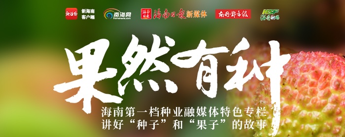 新海南客户端 | 果然有种｜斑兰草的致富经② ：对标抹茶，海南斑兰的“野心”