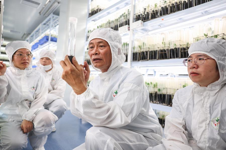 GLOBALink | Rubber tree breeding technology achieves great results in S China's Hainan