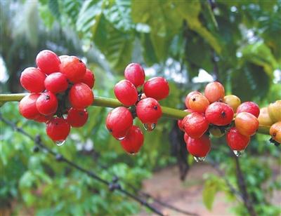 S China's Hainan brews up booming coffee industry