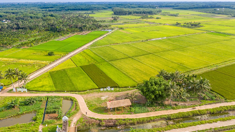 Technology empowers rice cultivation, drives rural revitalization in S China's Hainan