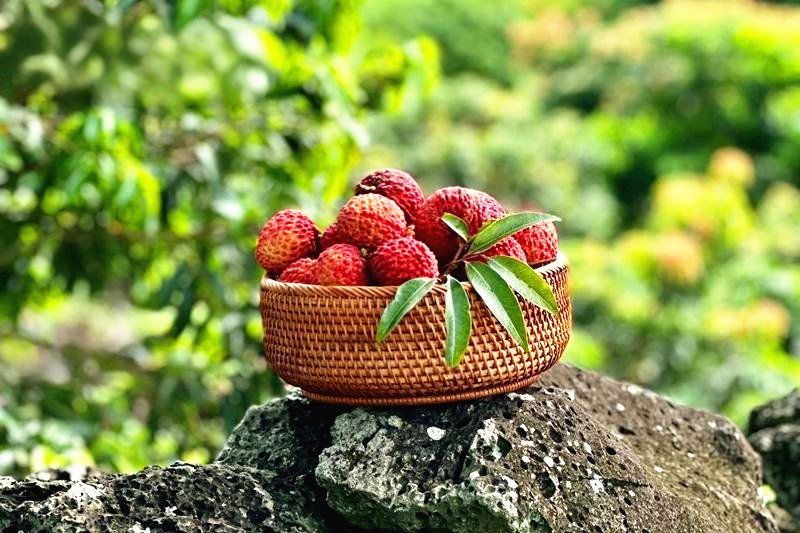 Haikou's volcanic lychees drive record sales, global demand