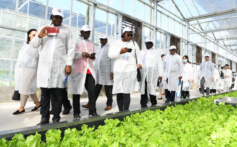 Feature: Partnership with China to transform cassava farming, enhance food security in Nigeria