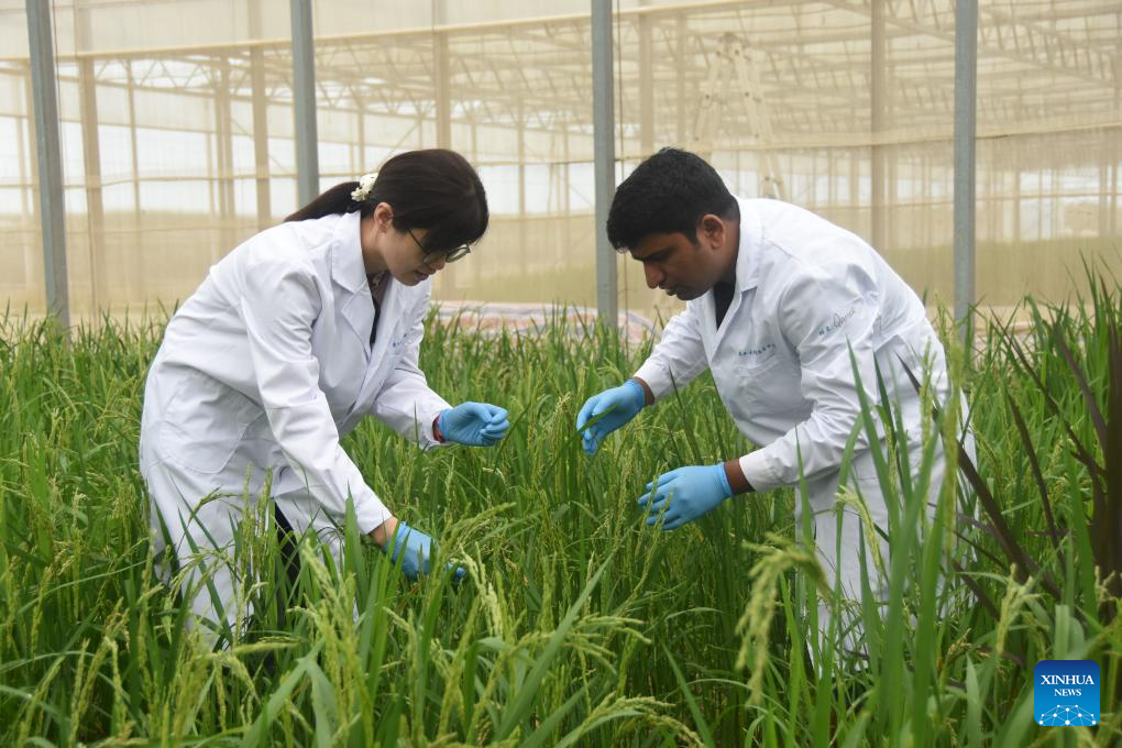 Feature: Pakistani researchers advance agricultural innovation through cooperation with Chinese peers