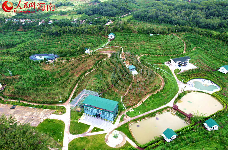 Hainan's homegrown durian industry blossoms