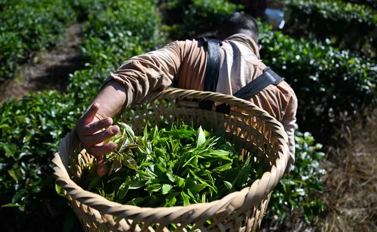 How Hainan tea became hot property