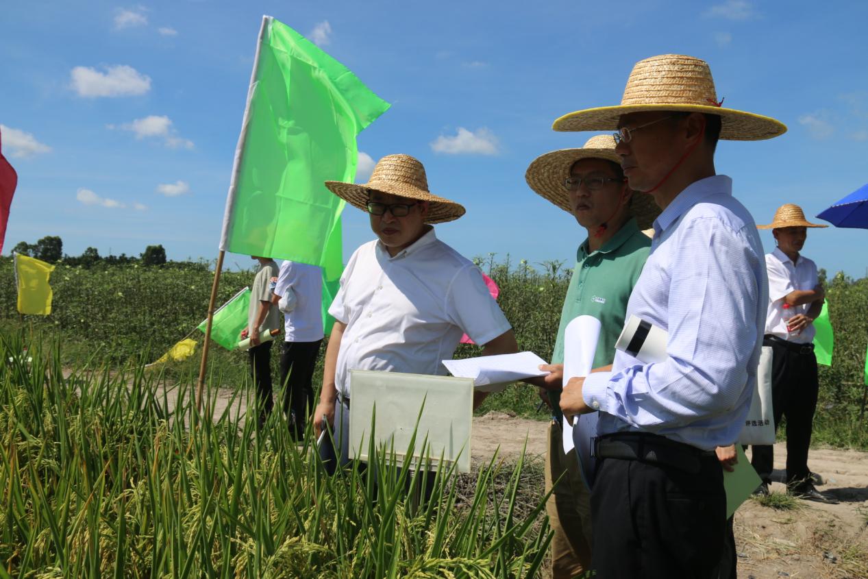 2022年海南省水稻品種展示驗證評價暨看禾選種觀摩會順利舉辦